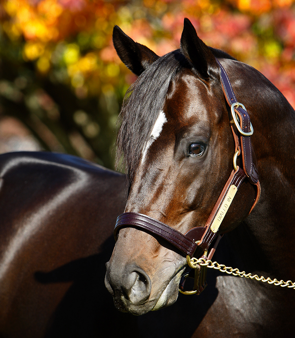 Dialed In Stallion: What It Means and Why It Matters