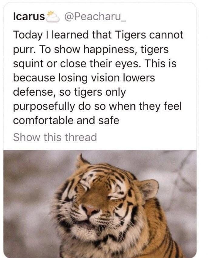 Smiling Tiger Explained: The Hidden Meaning You Should Know