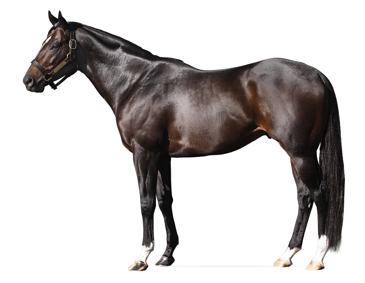 Dialed In Stallion: What It Means and Why It Matters