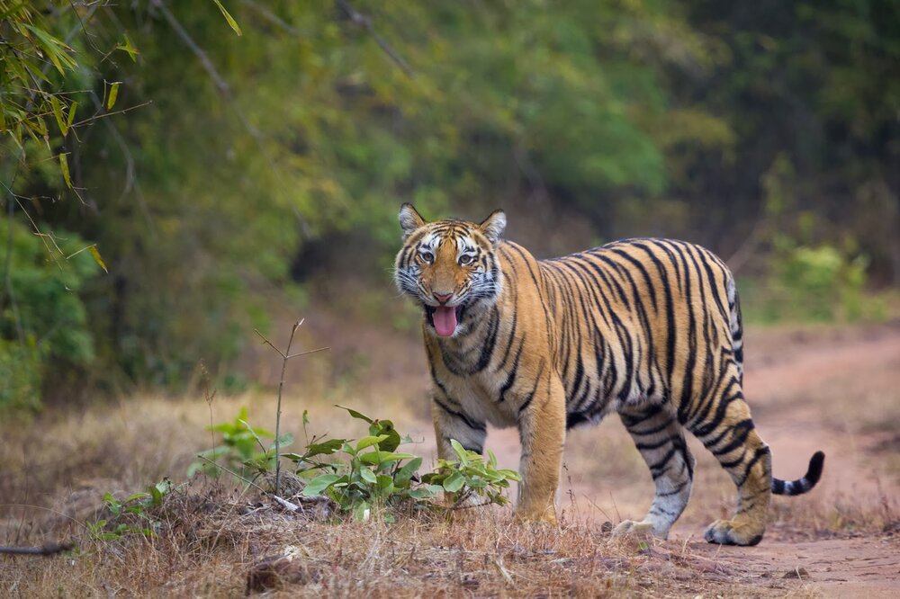 Smiling Tiger Explained: The Hidden Meaning You Should Know