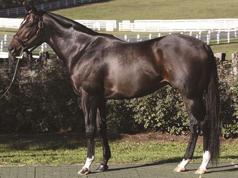 Dialed In Stallion: What It Means and Why It Matters