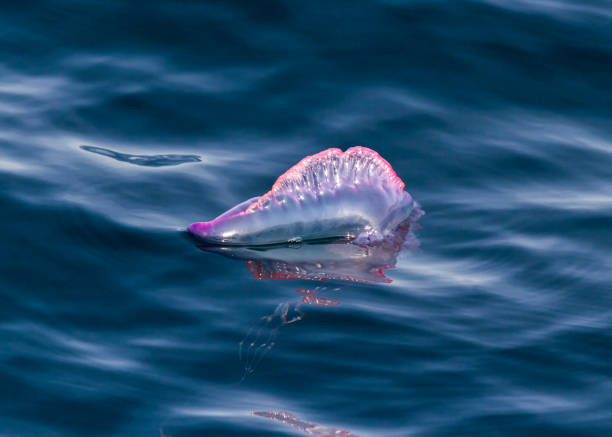 Man O War Pictures: Check Out These Awesome Photos!
