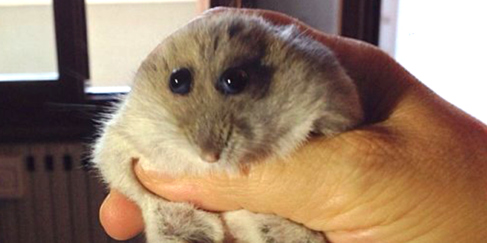 Why is the Hampter Meme So Popular? Here is Your Ultimate Guide to Internet Fame