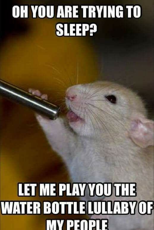 Hampter Meme The Funniest Ones Thatll Make You Laugh Out Loud Right Now