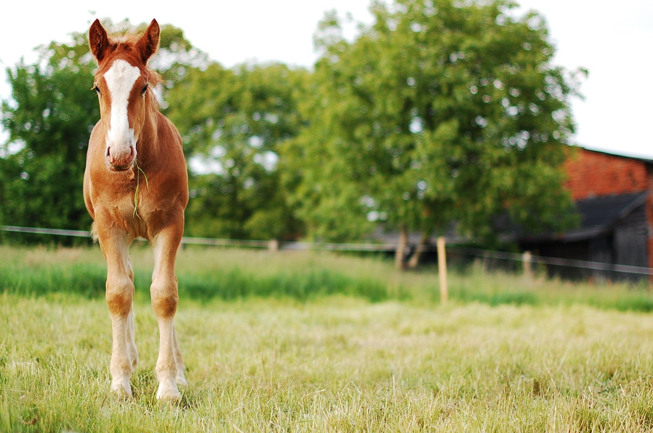 Broodmare care 101: Simple tips for keeping your horse healthy and happy!
