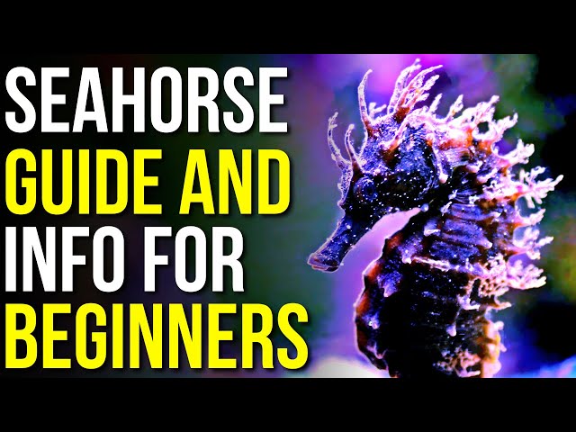 Discover the Raging Sea Horse: Everything You Need to Know Now