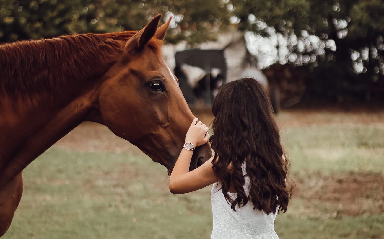 Horse Owners: Best Ways to Bond With Your Horse and Building a Strong Relationship for Horse Owners
