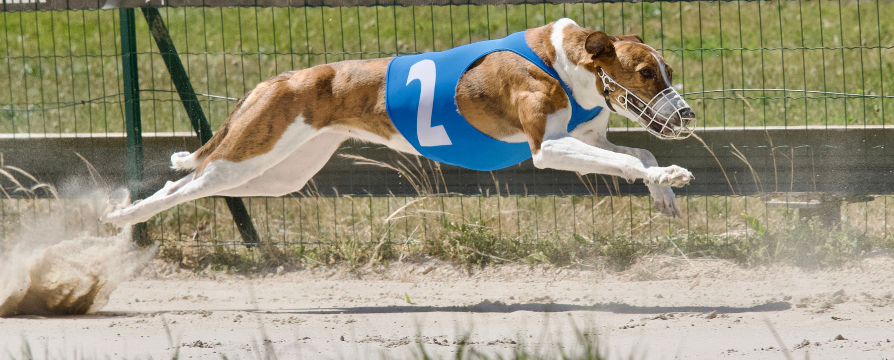 Need Wheeling Dog Results? Weve Got All the Scores and Rankings for You!