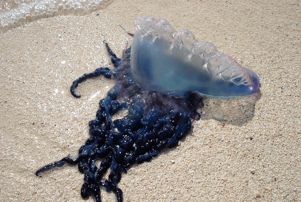 Whats a Man O War Image Look Like? Check Out These Pictures!