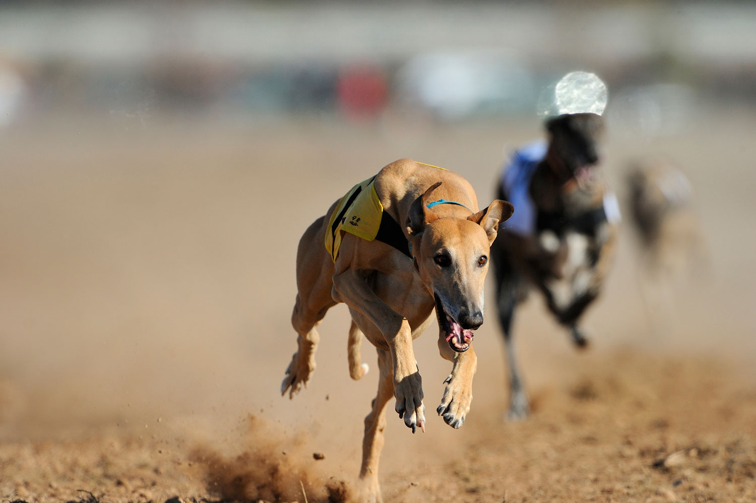 Need Wheeling Dog Results? Weve Got All the Scores and Rankings for You!