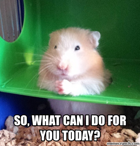 Hampter Meme The Funniest Ones Thatll Make You Laugh Out Loud Right Now