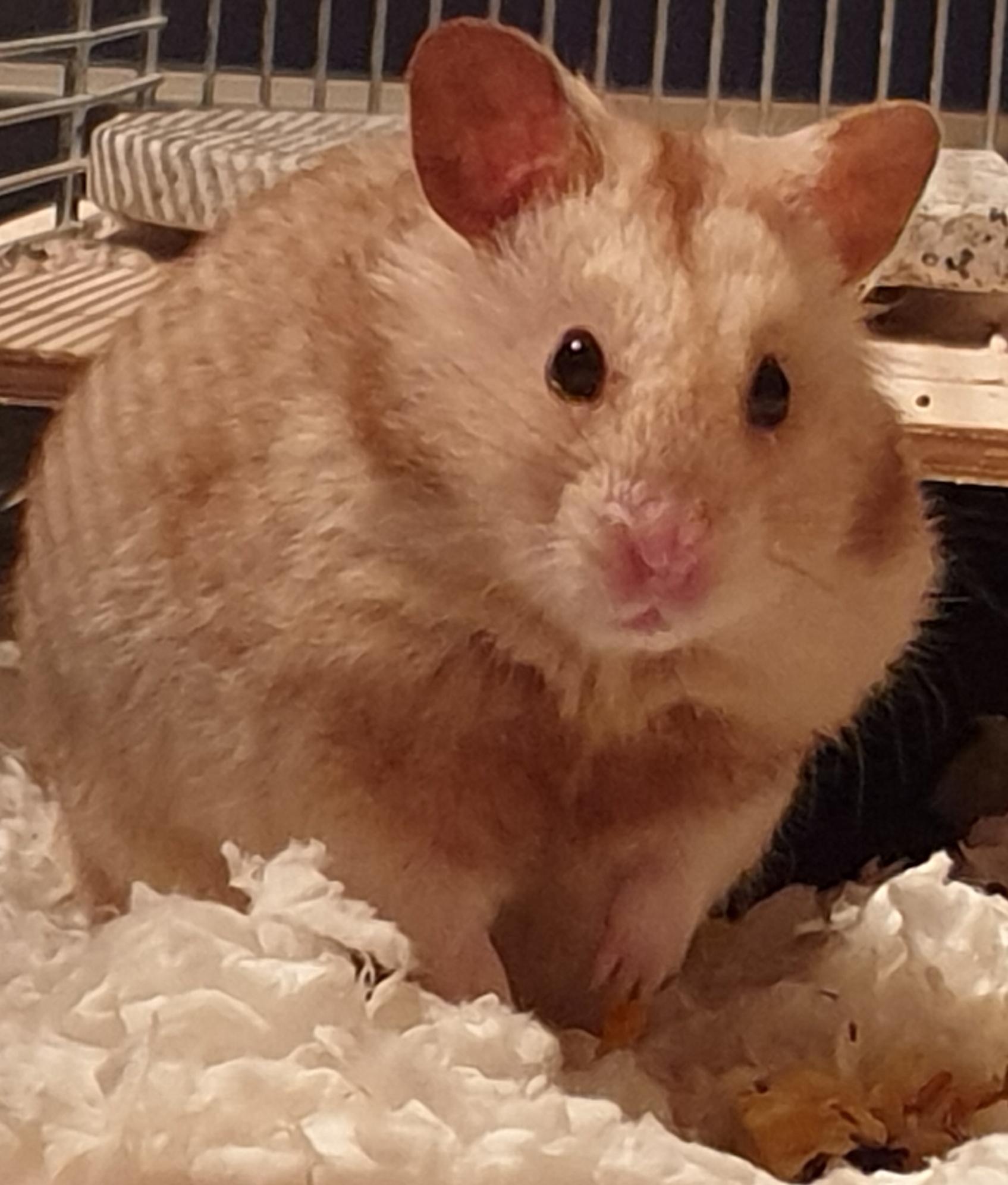 Is Muscle Hamster Real? (The Truth About This Viral Trend)