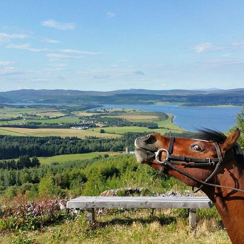 Scotland Horse Experiences: Your Guide to the Perfect Trip!