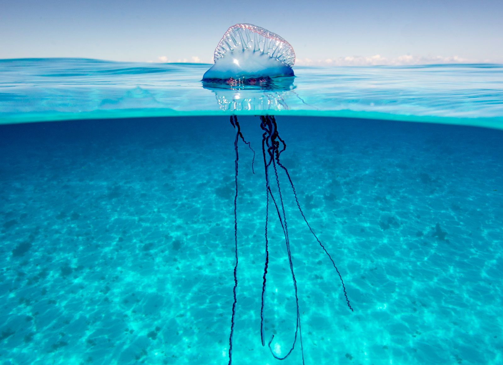 Whats a Man O War Image Look Like? Check Out These Pictures!