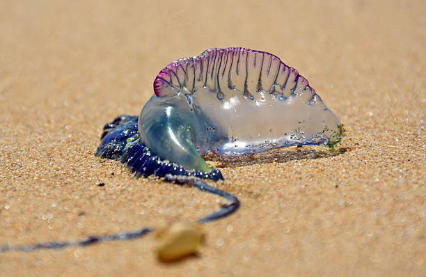 Man O War Pictures: Check Out These Awesome Photos!