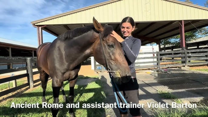 Khaadem Horse: Learn the Basics About This Breed!