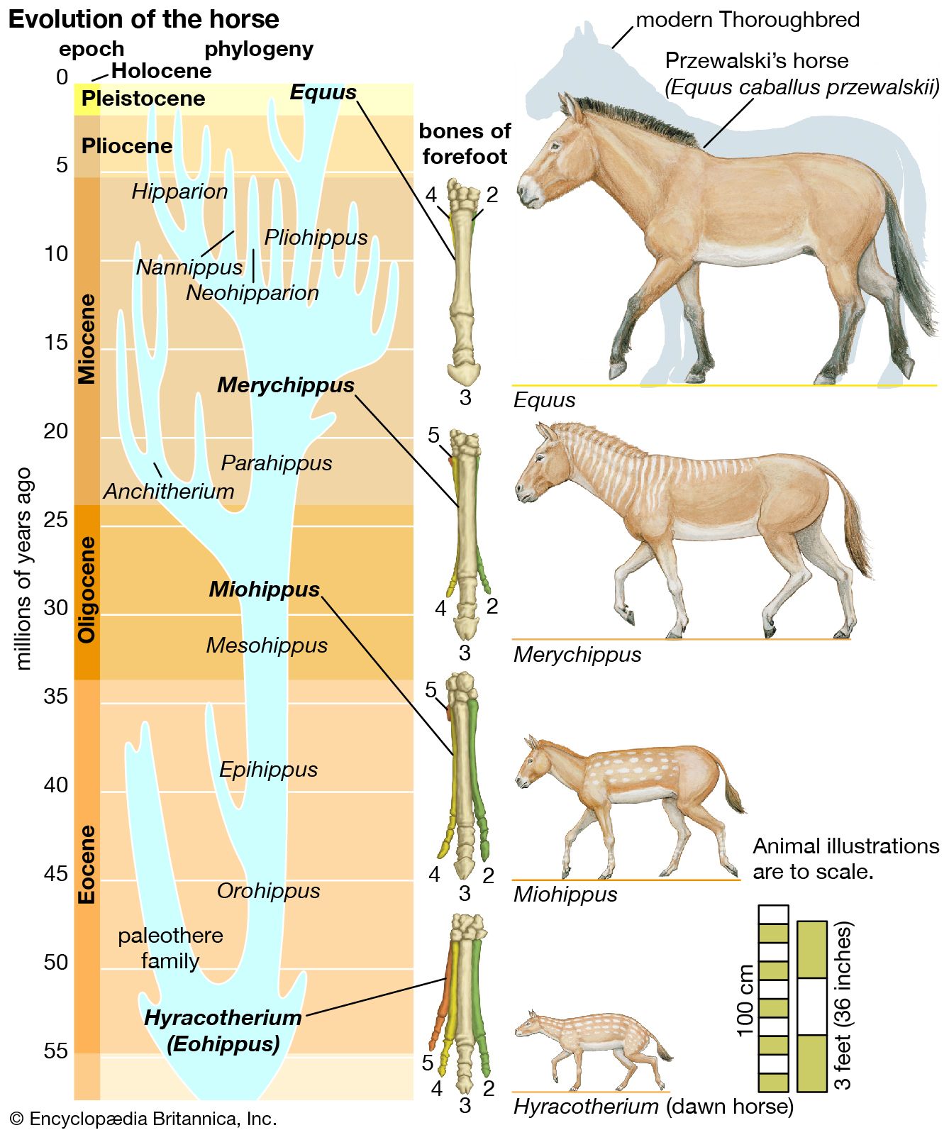 Zeitlos horse history and origins: Everything you need to know about the breed.