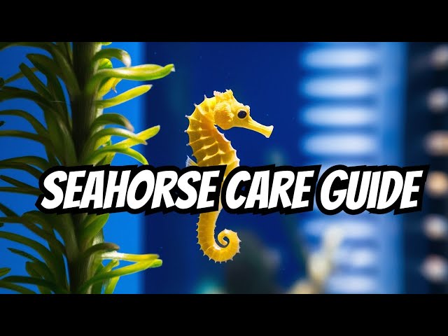 Discover the Raging Sea Horse: Everything You Need to Know Now