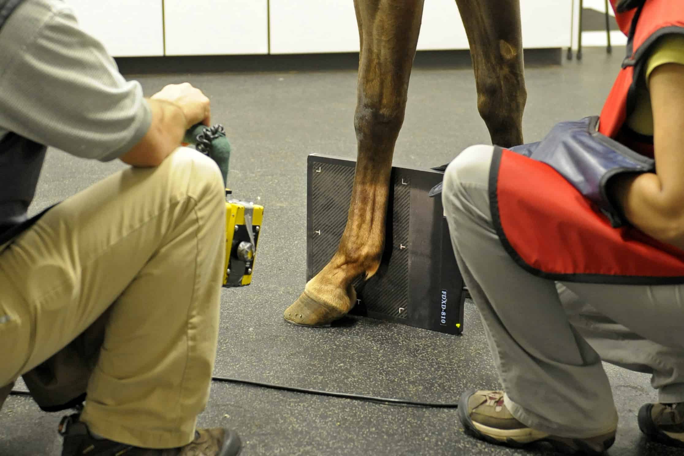 Dealing with Sesamoiditis Horse? Learn all from here!