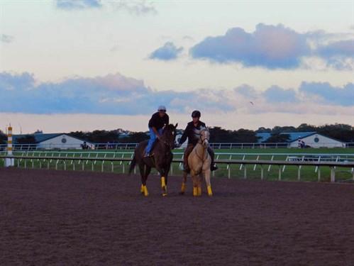 Why Choose Palm Meadows Training Center? (A Look at Its Advantages for Horses and Jockeys)