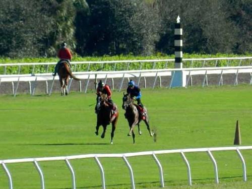 Why Choose Palm Meadows Training Center? (A Look at Its Advantages for Horses and Jockeys)