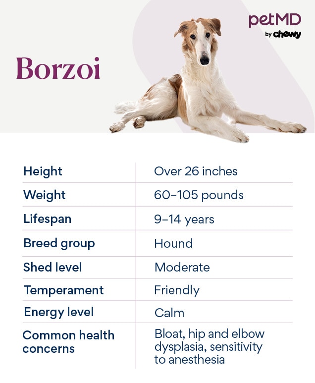 Borzois: Are They the Right Dog for You? (Pros and Cons)