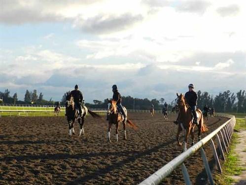 Why Choose Palm Meadows Training Center? (A Look at Its Advantages for Horses and Jockeys)