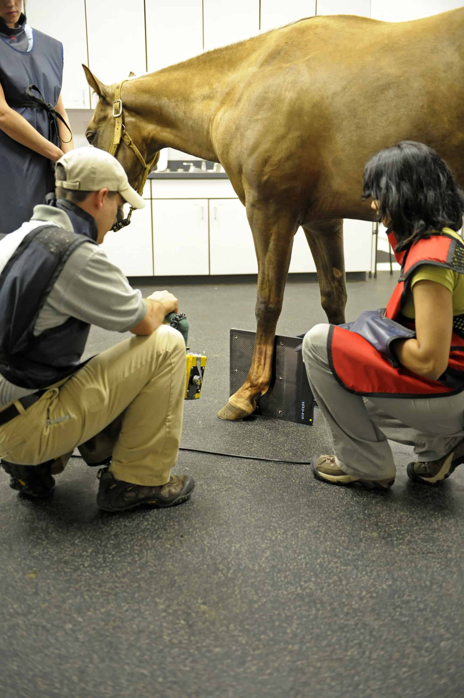Dealing with Sesamoiditis Horse? Learn all from here!