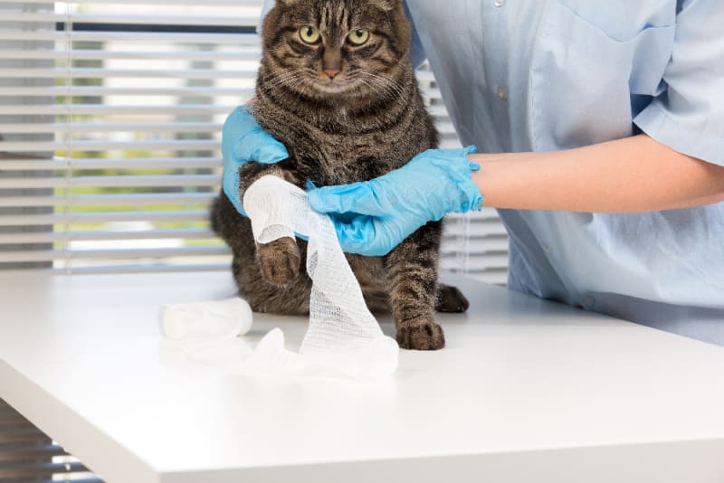 Dealing with a Kat Injury? Heres Your Recovery Guide.