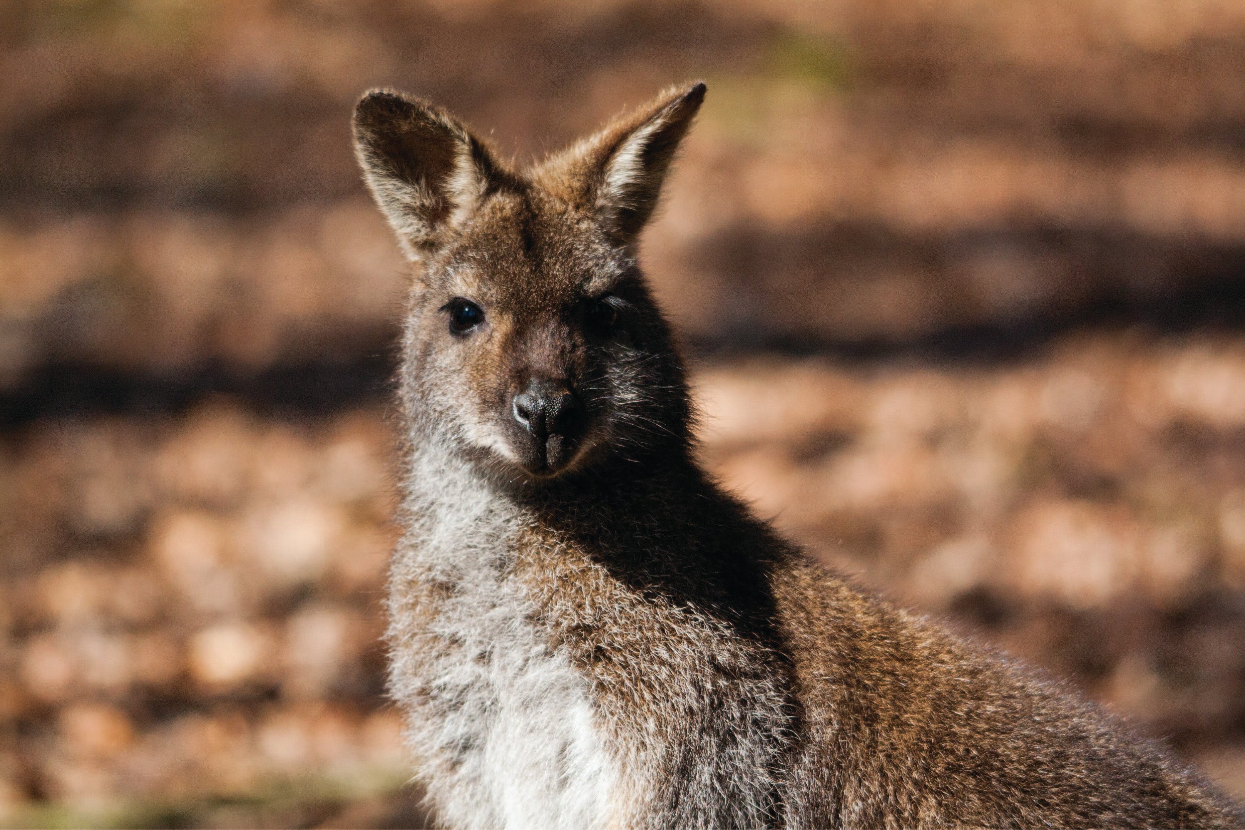 How did wallabies even get to NZ? Uncover the interesting history behind the wallaby new zealand introduction.
