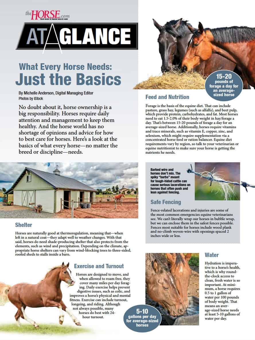 How Long Do Horses Stay in Season? Simple Guide for Horse Owners
