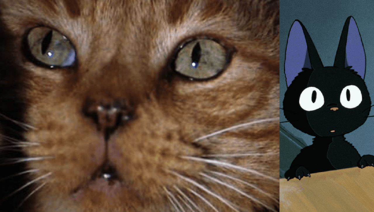 jonesy the first Explained! (Everything About The Cat)