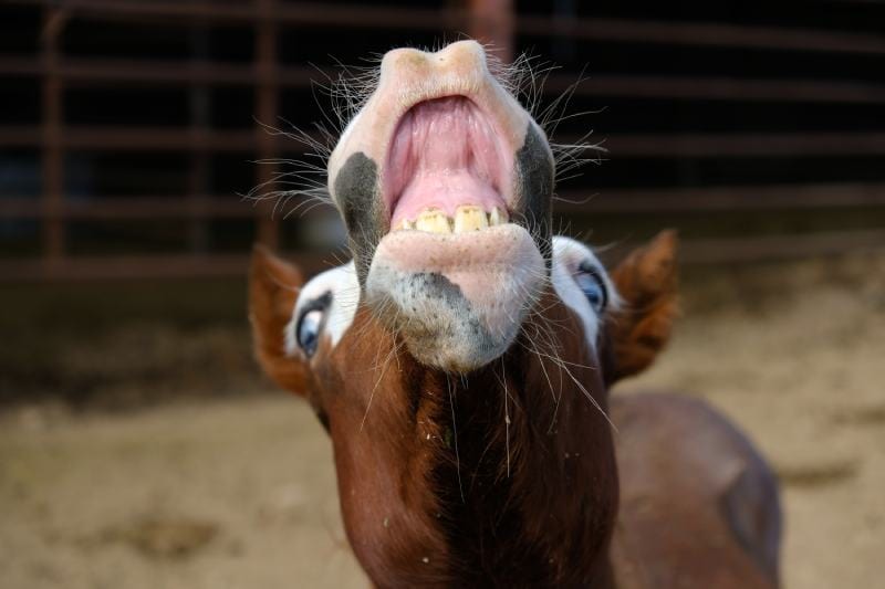 Understanding Flehmen Horse Behavior: Is It Normal or a Concern?
