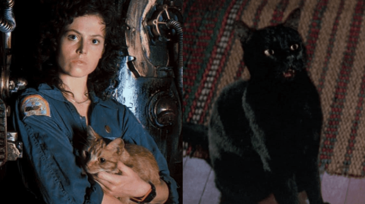 jonesy the first Explained! (Everything About The Cat)