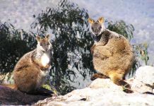 How did wallabies even get to NZ? Uncover the interesting history behind the wallaby new zealand introduction.