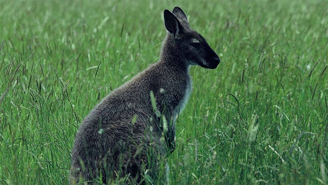 How did wallabies even get to NZ? Uncover the interesting history behind the wallaby new zealand introduction.