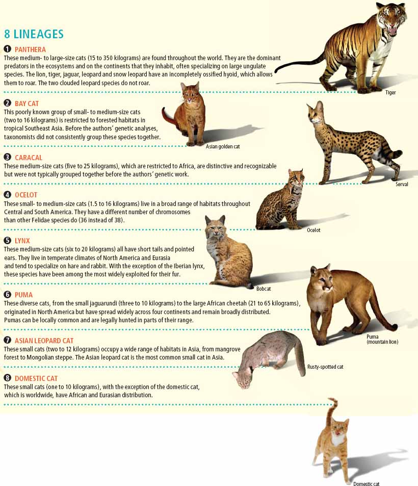 lemans dawn cat: Discover the Secrets (Ultimate Breed Facts)