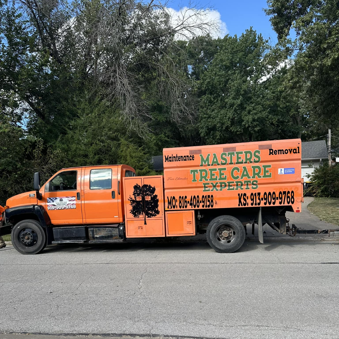 Masters Trees: Simple Guide to Expert Tree Care and Services!