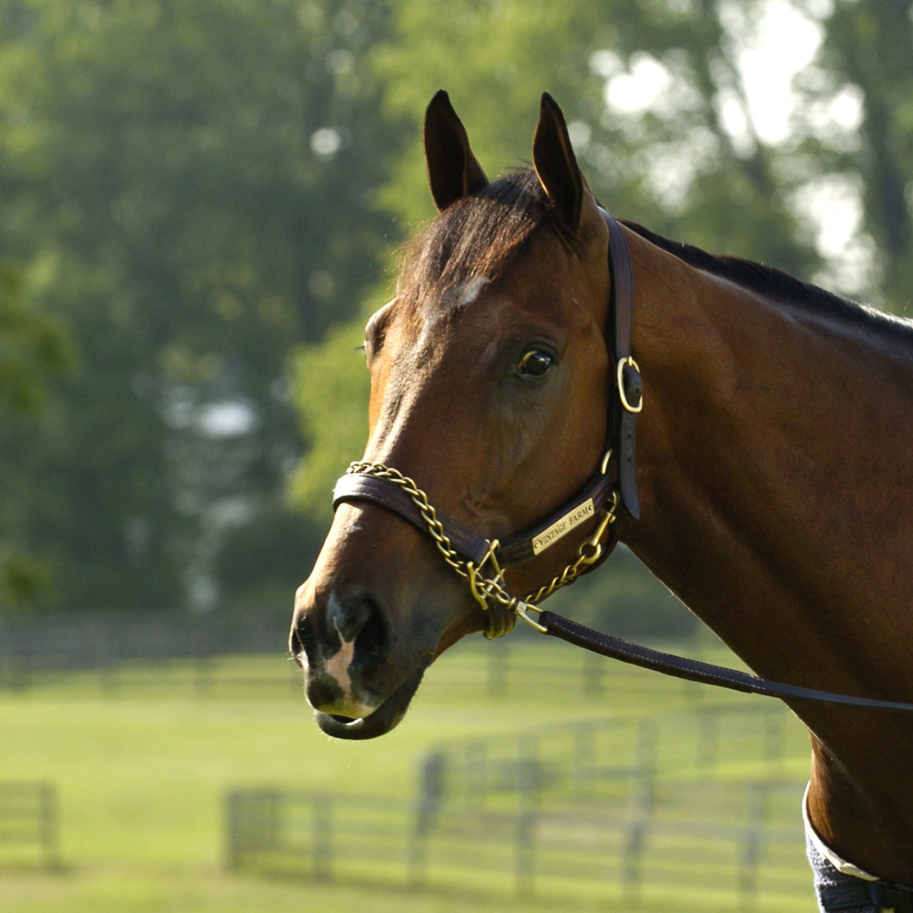 Barbaro the racehorse: Relive His Greatest Moments now