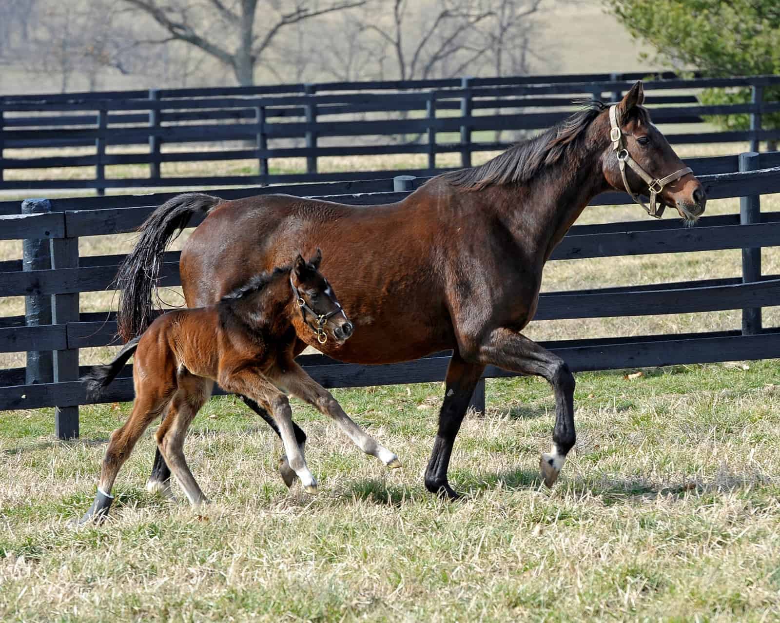 How Old Can a Mare Be Bred? Know the Risks and Best Practices!