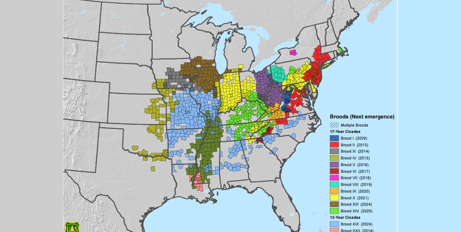 Where Are Cicadas in Georgia? Interactive Map Here! | Find Noisy Spots Near You easily