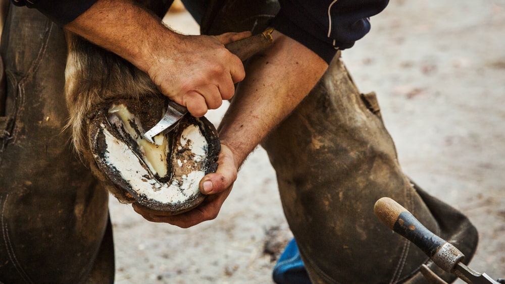 Nail Horse Care: Easy Tips for Keeping Your Horses Hooves Healthy!