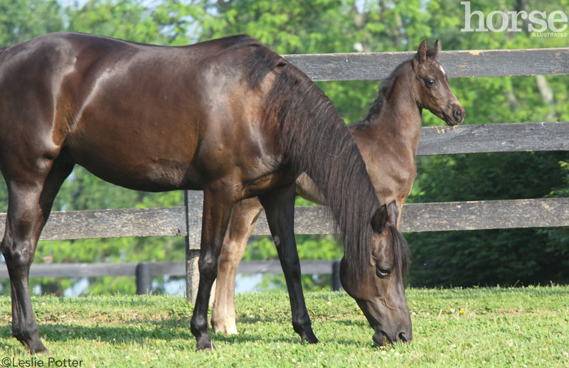 How Old Can a Mare Be Bred? Know the Risks and Best Practices!