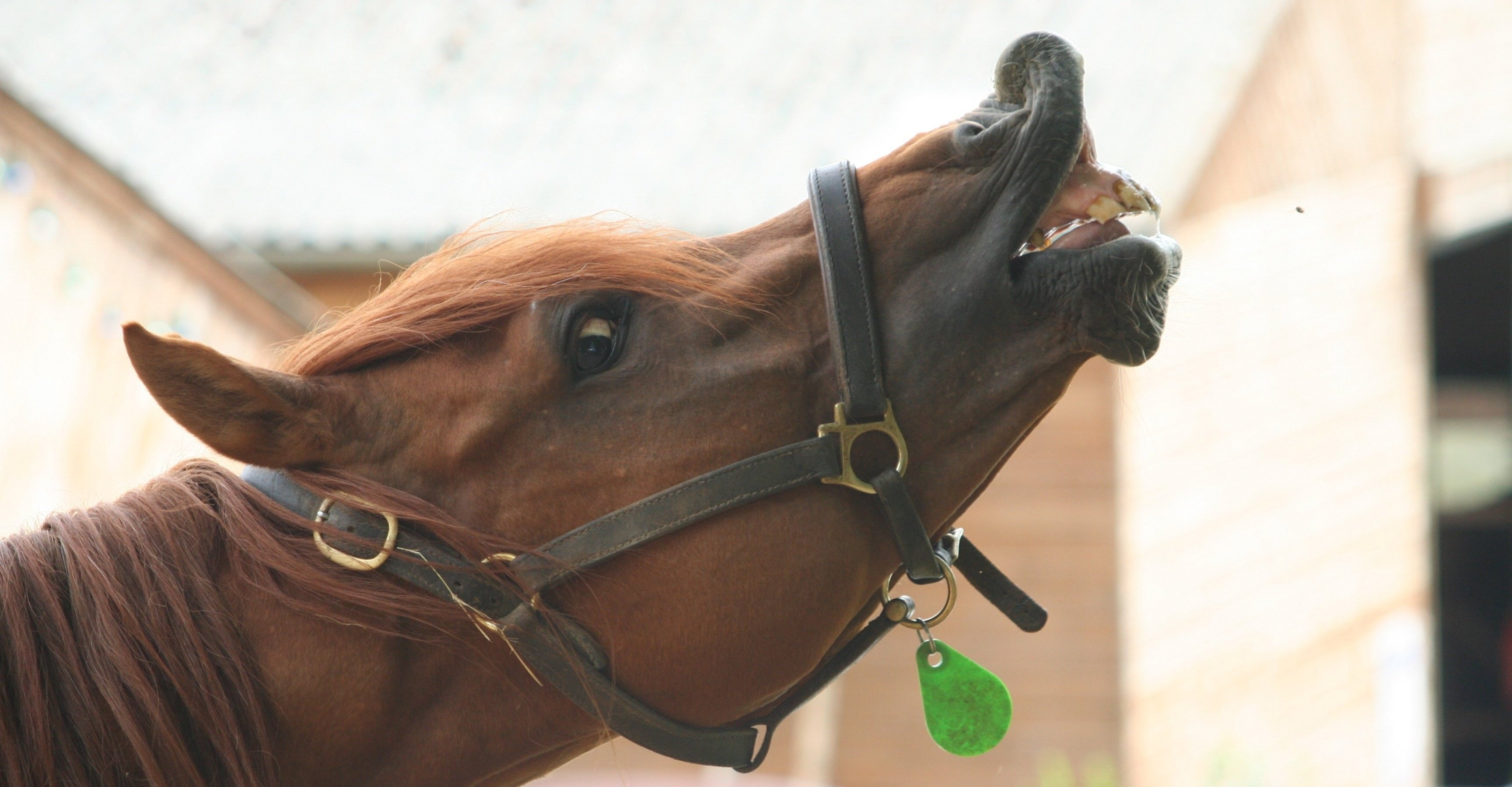 Understanding Flehmen Horse Behavior: Is It Normal or a Concern?