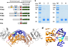 What is s distin? (Learn the basics in this simple guide)