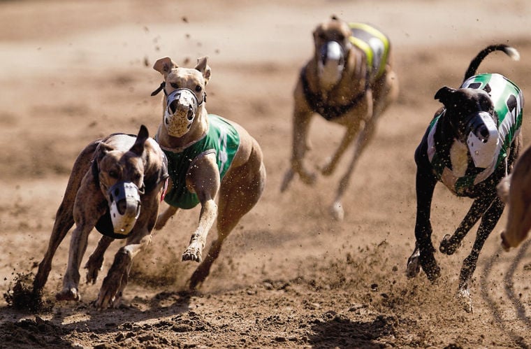 Tristate Greyhound Park: A Day at the Dog Races