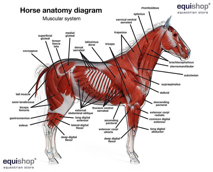 Understanding the complex horse cardiovascular system: Important facts every dedicated equestrian really needs to know.