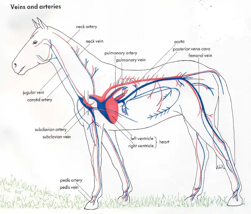 Understanding the complex horse cardiovascular system: Important facts every dedicated equestrian really needs to know.