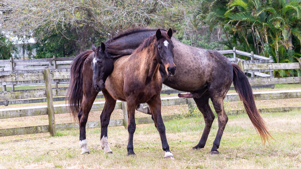 Observing Up Close Horses Mating: Key Behaviors.