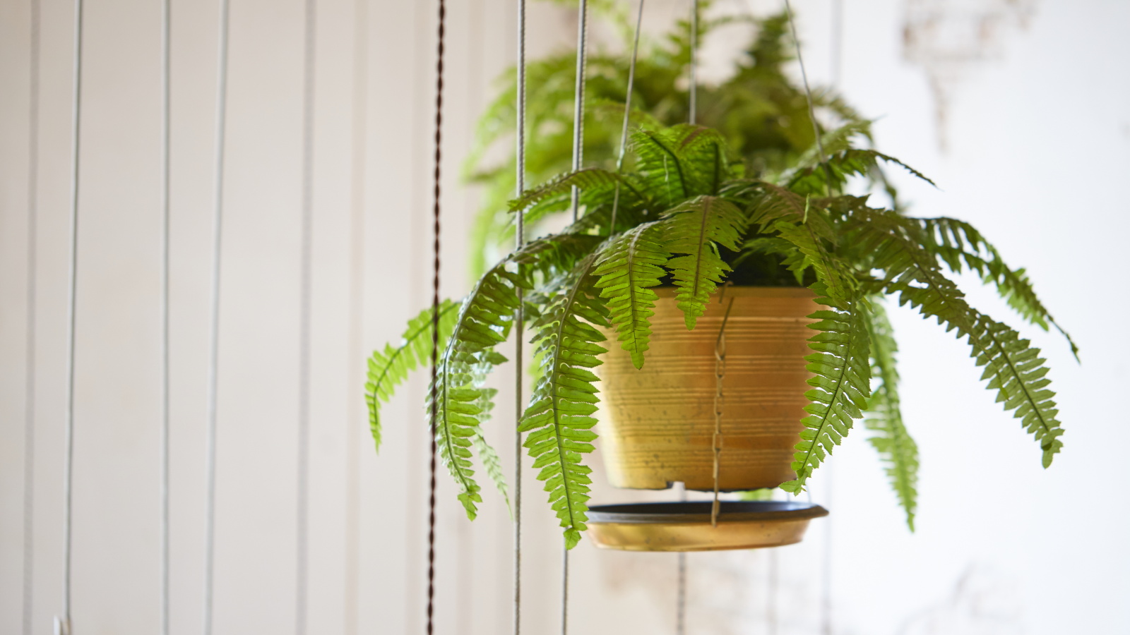 Learn how to revive ferns at home! Quick tricks for anyone with a struggling houseplant.